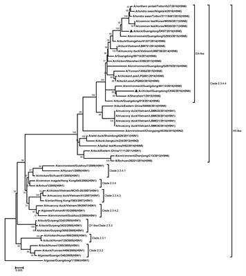 The Biological Characteristics of Novel H5N6 Highly Pathogenic <mark class="highlighted">Avian Influenza Virus</mark> and Its Pathogenesis in Ducks